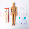 政河針灸穴位人體模型經(jīng)絡(luò)穴位模特圖全身中醫(yī)十二經(jīng)絡(luò)銅人可扎針小皮 35厘米銅男數(shù)字刻度便攜款/送豪禮 曬單實(shí)拍圖