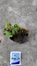 鹿凌青金麒麟盆栽玉麒麟盆栽綠植花卉多肉防植物不含盆 麒麟掌 曬單實(shí)拍圖