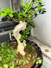 馨音微型小品盆景對(duì)節(jié)白蠟小微型盆景苗對(duì)接白臘樹樁盆景  碧湘園藝 隨機(jī)發(fā)貨粗1.5-2cm左右 不含盆 曬單實(shí)拍圖