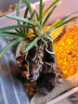 德沃多肥料 硅藻土2.5kg(3-5mm) 花盆垫底拌土回填保水透气水培无土栽培基质绿植花卉多肉养花铺面石 实拍图