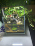 水草海草魚(yú)缸真草水底植物活凈水造景養魚(yú)套餐高級增氧懶人火山石 坨草-迷你矮陀 曬單實(shí)拍圖
