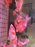 神陽(yáng) 錦鯉魚(yú)飼料 魚(yú)食金魚(yú)魚(yú)糧不渾水增色增體育成上浮魚(yú)糧 艷紅2kg大粒 曬單實(shí)拍圖