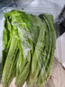 密水農(nóng)家新鮮油麥菜 現(xiàn)摘蔬菜綠葉菜 長(zhǎng)葉菜 味濃 油麥菜 300g 曬單實(shí)拍圖