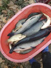 釣嗨尼 磯釣線主線半浮水海釣線原絲磯工坊海竿高端魚線 磯工坊海岬浮水線 150米 5號 曬單實拍圖