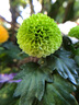 獵影客 手機(jī)雙微距鏡頭華為蘋果12/13通用攝像頭30倍專業(yè)拍攝珠寶鴿子眼鉆石戒指睫毛彩妝花草昆蟲鑒定14 52mm雙微距20倍+星光鏡 曬單實(shí)拍圖