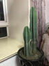 量天尺仙人棒仙人柱仙人掌無(wú)刺天輪柱室內盆栽植物抗 仙人柱30-40公分單顆高度 不含盆 曬單實(shí)拍圖
