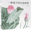 【新華書(shū)店】一顆蓮子的生命旅程 3-6歲大鵬自然童書(shū)獎 國畫(huà)傳統文化兒童自然科普繪本 浪花朵朵童書(shū) 曬單實(shí)拍圖
