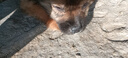 佳木為香中華田園犬幼犬土狗寵物狗活體寵物土松土獵活寵小狗大黃狗小奶狗 混血級 小黃狗 公 曬單實拍圖