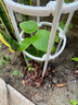草木旺獼猴桃苗嫁接紅心黃心綠心軟棗獼猴桃樹(shù)苗南方種植奇異果苗果樹(shù) 嫁接綠心獼猴桃苗 高度：20公分左右 曬單實(shí)拍圖