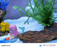 森森（SUNSUN）魚缸底砂玻璃砂魚缸裝飾造景彩色水族箱造景石 白色石英砂1500g 曬單實拍圖