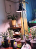 賽瑞特led植物生長燈仿太陽全光譜植物補光燈大棚植物燈植物大面積補光 50WGK蘭花蘭草專用【全光譜】 曬單實拍圖
