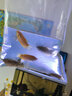 AIPHAROW黃藍曼龍魚(yú)活體曼龍吃蛋白蟲(chóng)珍珠馬甲五彩麗麗魚(yú)熱帶魚(yú)觀(guān)賞淡水魚(yú) 新手套餐7：藍+黃+五彩+珍珠各2 曬單實(shí)拍圖