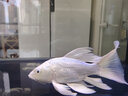 仟湖魚缸過濾材料培養(yǎng)硝化細(xì)菌生化球細(xì)菌屋石英球大八角3DM高端濾材 3DM金塊 M-10L 曬單實拍圖
