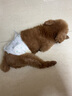 嬉皮狗公狗母狗紙尿褲寵物尿不濕泰迪小狗狗生理褲防亂尿博美禮貌帶內褲 腰圍 19*37cm M碼 10片 男寶專(zhuān)用 10包囤貨裝 曬單實(shí)拍圖