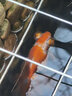 森悠（SARYOR）蝶尾金魚(yú)活體觀(guān)賞魚(yú)包金冷水魚(yú)苗 【紅白蝶尾】8-10 cm 曬單實(shí)拍圖
