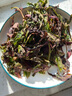 皓謙 香椿芽新鮮野生香春頭茬嫩芽春芽當季產地現(xiàn)摘現(xiàn)發(fā)鮮嫩 香椿芽 500g 曬單實拍圖
