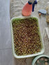 京農(nóng)研芽苗菜種子水培菜小麥草豌豆松柳油葵香椿苗綠豆芽西藍(lán)花苗花生芽 綠豆芽苗菜 50克 曬單實(shí)拍圖