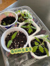 九月生 小番茄种子盆栽花盒DIY趣味儿童种植西红柿幼儿园开学季礼物 实拍图