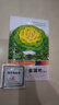 黃心烏菜種子烏塌菜種孑四季白菜雪里金花青菜蔬菜黑菜秋冬季菜籽 黃心烏種子1包約1000粒 曬單實(shí)拍圖