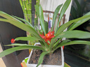 花翁鴻運當頭盆栽植物大紅星室內帶花綠植源頭直發(fā) 20-25cm原盆 曬單實(shí)拍圖