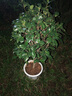 盆栽茶花苗 四季香妃茶花濃香型山茶花樹庭院室內(nèi)好養(yǎng)五色赤丹茶花樹苗花卉植物 紅赤丹 10年苗花期花苞磊磊 曬單實(shí)拍圖