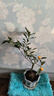 oein四季金桔樹(shù)苗盆栽帶果植物室內好養花卉客廳年宵小橘子樹(shù)盆景 金桔帶果(原盆)30-40cm+肥料 含盆 曬單實(shí)拍圖