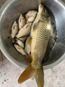 凌匯新款高端智能高靈敏夜光漂咬鉤變色醒目電子漂夜釣鯽魚漂浮漂 P6單支（ 吃鉛約1.9g ） 其他 曬單實拍圖