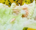 潤味來(lái)東北八里香甜瓜 新鮮花姑娘香瓜花皮花蕾甜瓜脆甜多汁現摘 3斤裝 曬單實(shí)拍圖