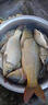 川澤淺水漂草洞冰釣魚(yú)漂加粗醒目小吃鉛高靈敏浮漂鯽魚(yú)大浮力綜合漂 CN-7粗尾【淺水草鳊】鉛3.5-4.5g 3號 曬單實(shí)拍圖