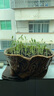 花友秀 波斯菊花種子 格?；ǚN籽易活高桿花卉庭院室外野花種子花海打造 曬單實(shí)拍圖
