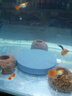 森森（SUNSUN）氣泡石氧氣泵用高溫燒結氣餅氣盤(pán)水族箱增氧泵多規格氣盤(pán)石 餅狀直徑100mm 曬單實(shí)拍圖
