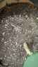 绿盼 大包蛭石营养土纯大颗粒扦插孵化5L月季多肉绣球珍珠岩园艺养花专用膨胀发根育苗 实拍图