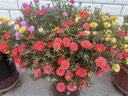 一播大地 月季花苗歐月粉龍寶石藤本月季花苗扦插爬藤植物綠植盆栽花卉賽薔薇 小女孩 小苗 曬單實(shí)拍圖