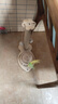 貓抓板耐磨不掉屑劍麻貓抓柱爪板自嗨解悶貓咪玩具立式貓爬架一體 43cm 實(shí)木年年有魚(yú)劍麻加高加寬 曬單實(shí)拍圖