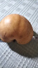 閩域?qū)r山東萊陽(yáng)秋月梨當(dāng)季新品羊脂老樹(shù)秋月梨整箱送禮水果秋月梨 【送禮推薦禮盒裝】【7斤 約7-9個(gè)】?jī)糁?斤 【梨子愛(ài)好者首選】 曬單實(shí)拍圖
