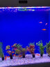 大禹德邦 魚(yú)缸凈水劑 除臭劑 澄清水質(zhì)劑 水族箱凈水寶 凈水液 水質(zhì)清澈劑 【凈水劑 + 硝化菌 + 水質(zhì)穩定】200ml 曬單實(shí)拍圖