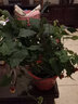 絮嫣燈籠花四季倒掛金鐘藤本植物燈籠花蔓性風(fēng)鈴花四季常青盆栽花卉 50-70厘米高 原盆發(fā)貨 曬單實(shí)拍圖