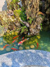 森森魚(yú)池過(guò)濾器水循環(huán)系統魚(yú)池過(guò)濾桶戶(hù)外錦鯉池凈化大型池塘過(guò)濾器 CPF-5000/4噸水（含水泵水管全套） 曬單實(shí)拍圖