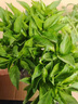 西芝蔬菜苗西紅柿苗茄子春季陽(yáng)臺庭院盆栽黃瓜苗青椒苗辣椒苗番 朝天椒苗1顆 曬單實(shí)拍圖