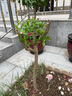 磊運石榴樹(shù)樹(shù)苗特大突尼斯軟籽石榴帶土地栽盆栽庭院果樹(shù)無(wú)籽石榴樹(shù)苗 無(wú)籽水晶 3公分粗【當年結果】 70cm(含)-79cm(含) 曬單實(shí)拍圖