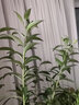 疏影暗香 百合花種球 帶芽香水百合種球 四季花卉好養(yǎng)易活盆栽室內濃香 百合種球混色10個 1份 曬單實拍圖