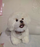 RWTW仿真比熊犬公仔玩偶毛絨玩具可愛狗狗兒童安撫抱枕送女孩生日禮物 白 35*16*28cm 曬單實(shí)拍圖