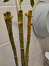 喜藝帶根轉運竹水竹富貴竹植物水養開(kāi)運竹子盆栽客廳室內招財水培綠植 開(kāi)運竹直竹 80厘米 10支 不含瓶 曬單實(shí)拍圖