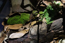 REPTIZOO陸龜飼養箱爬寵缸鬃獅變色龍蜥蜴守宮玻璃爬缸爬蟲(chóng)箱【RK飼養缸】 45*45*60CM【RK0110NS】 曬單實(shí)拍圖