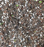 鑫意薔薇花苗種子爬藤月季花苗四季開(kāi)花爬墻攀援庭院室內花卉盆栽植 半斤混色 曬單實(shí)拍圖