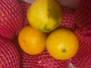 傾睦福建平和紅美人柑橘 無(wú)核無(wú)渣愛(ài)媛28號果凍橙手剝橙新鮮水果禮盒 5斤中果【約15個(gè)】 曬單實(shí)拍圖