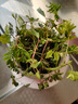 愛你一萬年含羞草小盆栽室內(nèi)陽臺(tái)植物四季常青易種花卉怕羞草害羞草趣味植物 含羞草【粉色笑暈馬卡龍盆】 曬單實(shí)拍圖