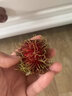 澤鮮達海南紅毛丹新鮮熱帶水果禮盒毛荔枝毛丹果當季紅牡丹整箱批發(fā) 1斤精選裝 曬單實(shí)拍圖