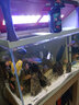 繪彩三湖慈鯛魚飼料 慈鯛魚食慈鯛魚飼料下沉增色坦鯛馬鯛科小型魚糧 大粒2.0mm增艷美體400G 曬單實(shí)拍圖