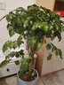 唯友  客廳盆栽植物 幸福樹(shù) 大客廳辦公室綠植盆栽小盆栽大型綠植盆栽 80-90cm幸福樹(shù) 含盆 曬單實(shí)拍圖
